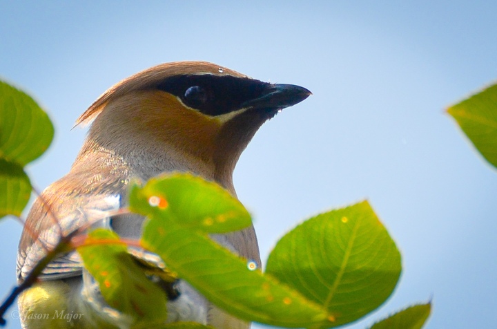 Cedar Waxwing after a brief mountain rain shower, Lake Placid, NY • July 4, 2015