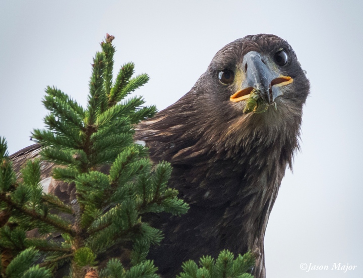 Juvenile Bald Eagle spotted in Acadia National Park, Mount Desert Island, Maine • Sept. 12, 2015 (© Jason Major)